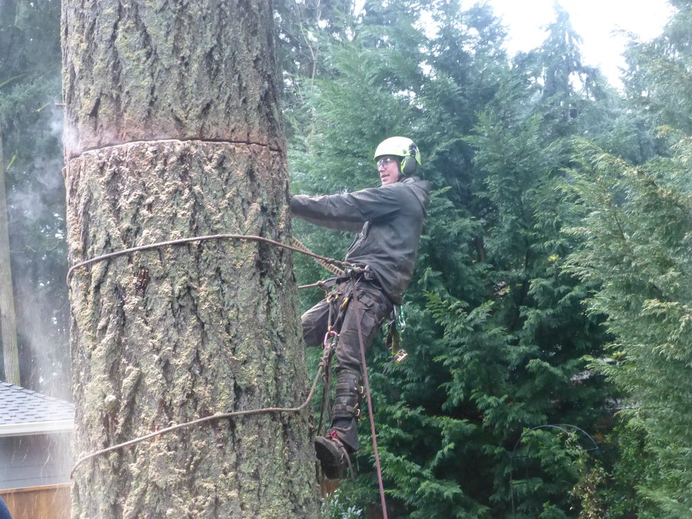 Fir Sure Arbor Pro - tree service in Sheridan , CO