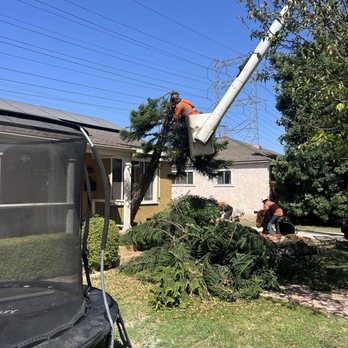 Discount Tree Care Arborist - Great equipment - Tree Services Near Me - Long Beach, California Discount Tree Care Arborist - Great equipment - Tree Services Near Me - Long Beach, California