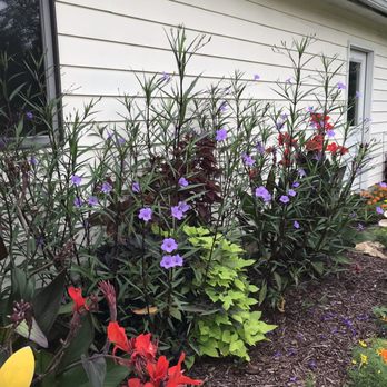 Strawberry Hill Farms - Side garden Mexican petunias - Home & Garden Near Me - Columbia, Missouri Strawberry Hill Farms - Side garden Mexican petunias - Home & Garden Near Me - Columbia, Missouri