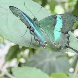 Cockrell Butterfly Center
