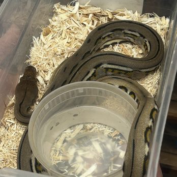 Pets-A-Plenty - Beautiful pythons - Reptile Shops Near Me - Hockley, Texas Pets-A-Plenty - Beautiful pythons - Reptile Shops Near Me - Hockley, Texas
