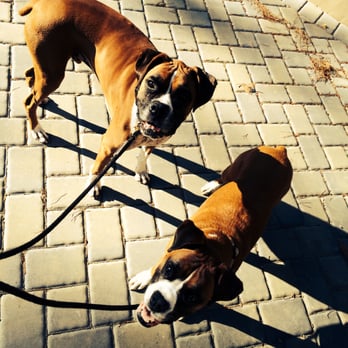 The Central Coast Pet Sitter - Pet Sitting Near Me The Central Coast Pet Sitter - Pet Sitting Near Me