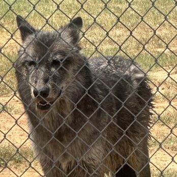 Saint Francis Wolf Sanctuary - Animal Shelters Near Me - Navasota, Texas Saint Francis Wolf Sanctuary - Animal Shelters Near Me - Navasota, Texas
