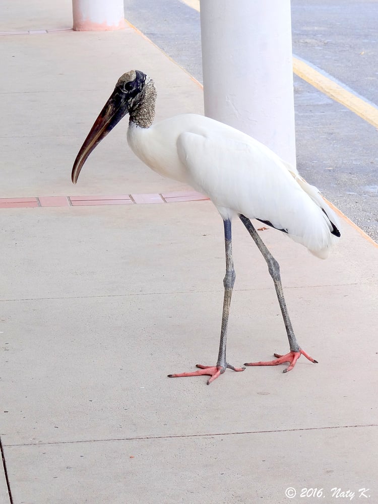 One Stop West Indies Restaurant