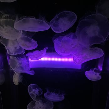 Seattle Aquarium - Aquariums Near Me - Seattle, Washington Seattle Aquarium - Aquariums Near Me - Seattle, Washington