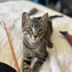 FieldHaven Feline Center