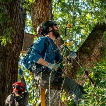 Tanager Tree Service - Tree Services Near Me - Boise City, Idaho Tanager Tree Service - Tree Services Near Me - Boise City, Idaho