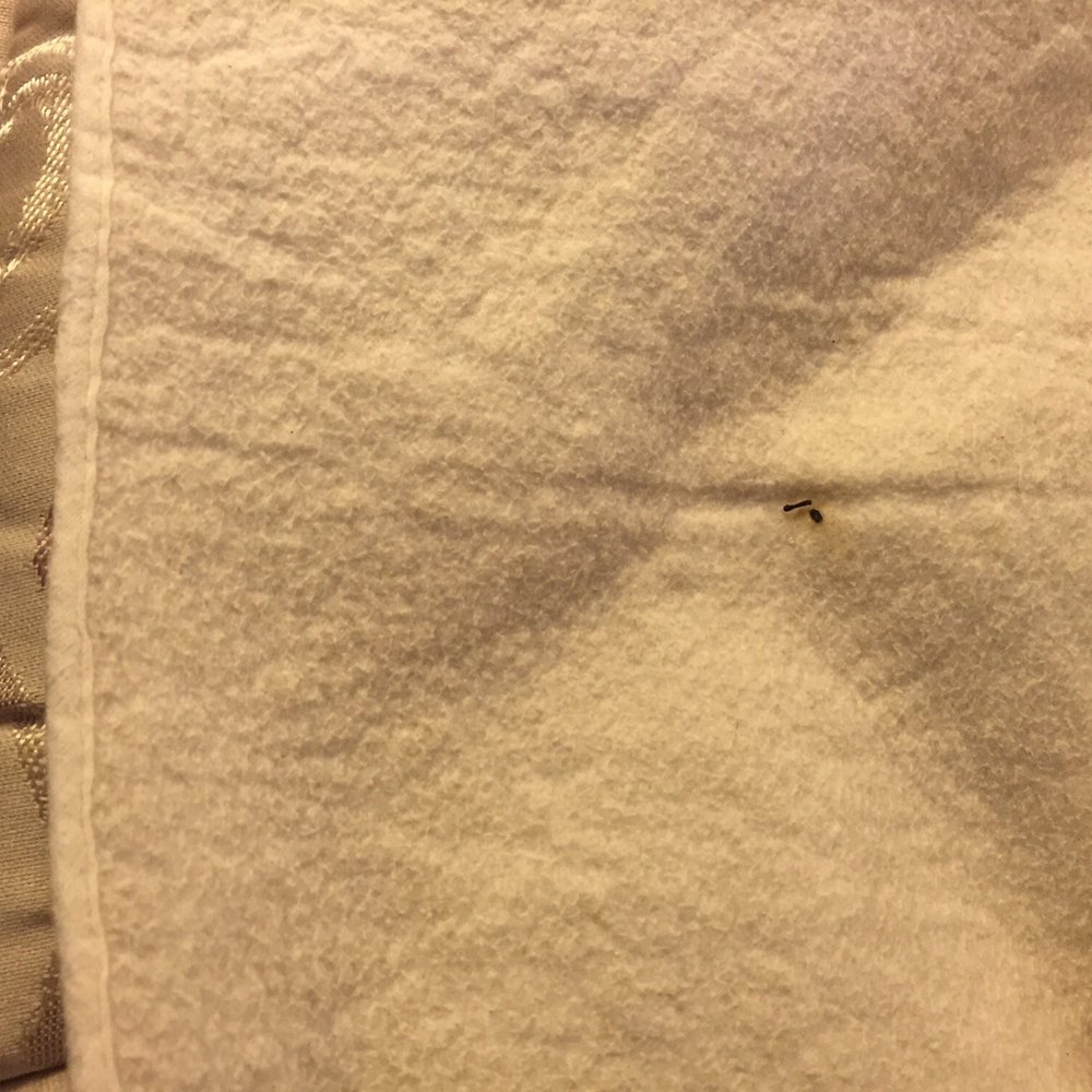 Econo Lodge - Another bed bug/feces on the mattress cover pad. There was no fitted sheet but a flat sheet only. - Hotels Near Me - Thomson, Georgia