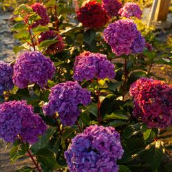 Philips Garden Center