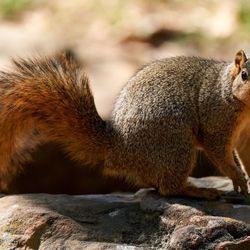 Japanese Garden - Squirrel