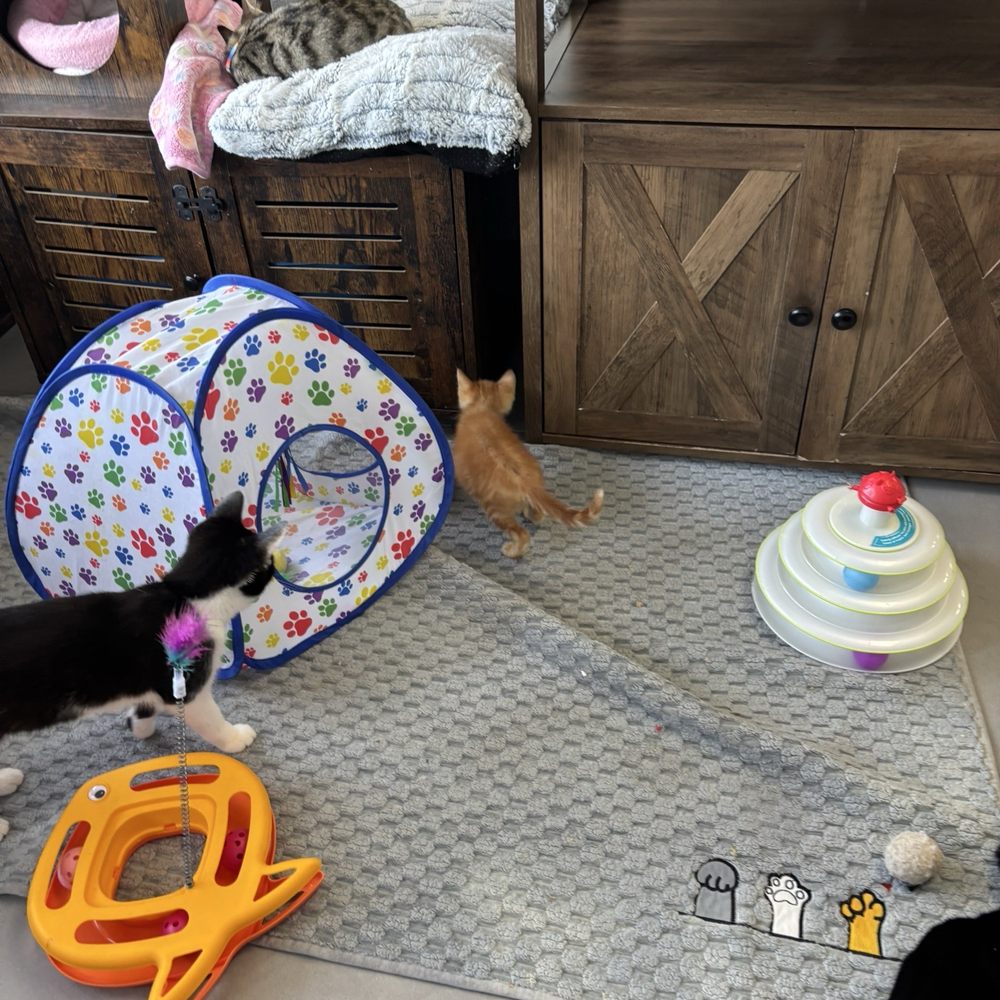 Cat Nap Hangout - Pet Adoption Near Me - Huntington Beach, California Cat Nap Hangout - Pet Adoption Near Me - Huntington Beach, California