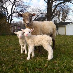 Glenview Acres - Grass-Fed Lamb