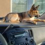 VetIQ Petcare