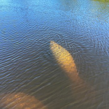 Manatee Park - Manatees! - Parks Near Me - Fort Myers, Florida Manatee Park - Manatees! - Parks Near Me - Fort Myers, Florida
