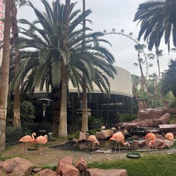 Flamingo Las Vegas - 2/6/24 FYI. Cool. - Hotels Near Me - Las Vegas, Nevada Flamingo Las Vegas - 2/6/24 FYI. Cool. - Hotels Near Me - Las Vegas, Nevada
