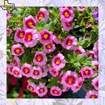 Springtown Garden Center - Nurseries & Gardening Near Me - Springtown, Texas Springtown Garden Center - Nurseries & Gardening Near Me - Springtown, Texas