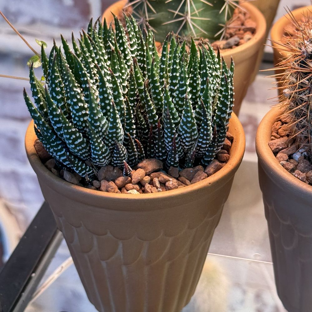 Staghorn Mercantile - Cactus - Gift Shops Near Me - Bend, Oregon Staghorn Mercantile - Cactus - Gift Shops Near Me - Bend, Oregon