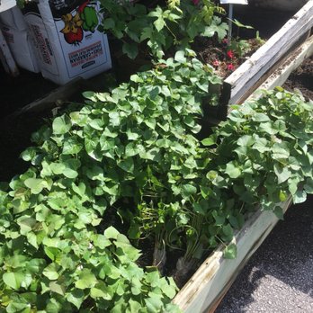 El-Mel - Sweet potato slips - Propane Near Me - Florissant, Missouri