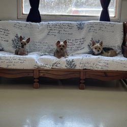 Doggyworld Resort - Little dog Wednesday are so fun. It is our rest time.