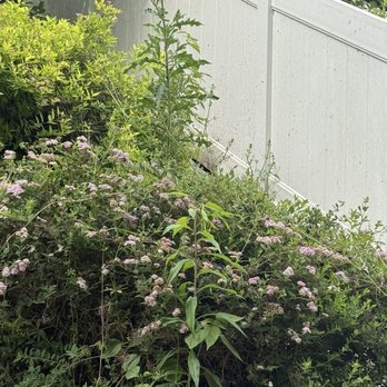 MAA Landscaping - Weeds that were left behind - Landscaping Near Me - Pittsburgh, Pennsylvania