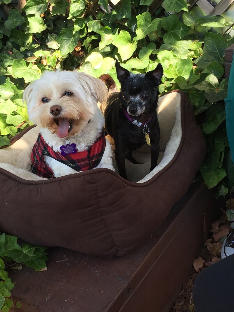 CREATURE COMFORT HOLISTIC VETERINARY CENTER 2501 MacArthur Blvd, Oakland, California 57