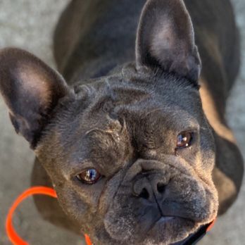 Complete Dog Obedience - Pet Training Near Me