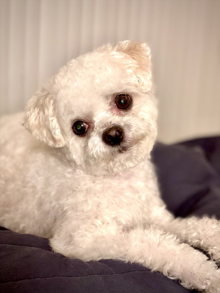 BRANDY’S MOBILE PET SALON Updated October 2024 49 Photos & 32