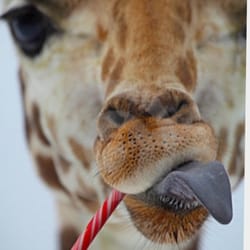 Giraffe Tree Service - Merry Christmas
