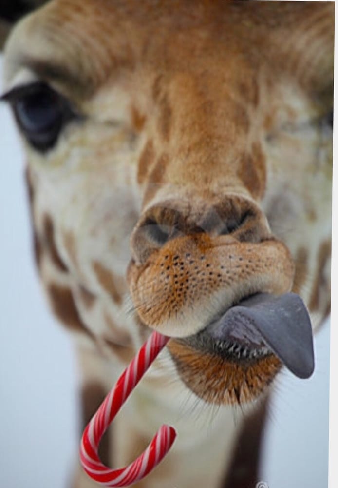 Giraffe Tree Service - tree service in Little Rock, AR