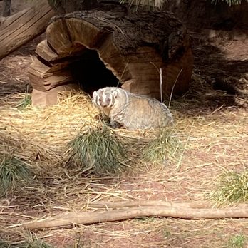 Bearizona - Zoos Near Me - Williams, Arizona