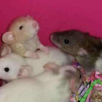 The Rat Room Rattery - Pet Breeders Near Me - Phoenix, Arizona The Rat Room Rattery - Pet Breeders Near Me - Phoenix, Arizona