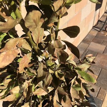 Steve Allen Landscaping - a potted plant with brown and green leaves - Landscaping Near Me Steve Allen Landscaping - a potted plant with brown and green leaves - Landscaping Near Me