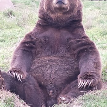 Olympic Game Farm - 3 of them were just sitting like that! - Zoos Near Me - Sequim, Washington