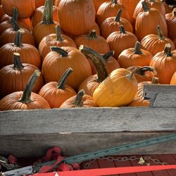 Timberline Farms - More Pumpkins!