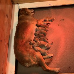 Veterinary Emergency Center - Puppies!