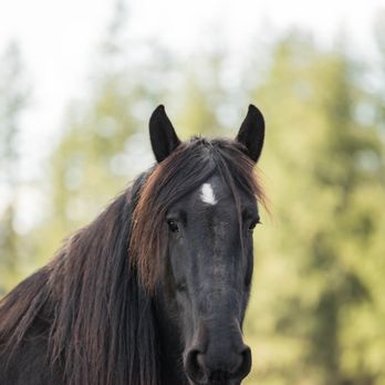 Kataluna Horse Rescue - Animal Shelters Near Me - Fall City, Washington Kataluna Horse Rescue - Animal Shelters Near Me - Fall City, Washington
