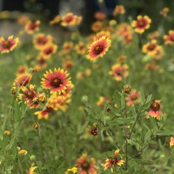 Pomarosa RV Park - Wild Flowers at Spring time