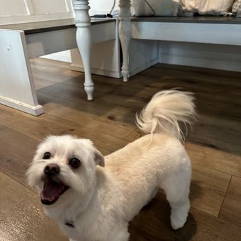 Happy Tails - Niko's happy - Pet Groomers Near Me - Los Angeles, California