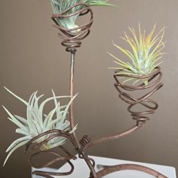 New Airplants looking very good! New Airplants looking very good!