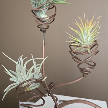 Air Plant Hub - New Airplants looking very good! - Nurseries & Gardening Near Me Air Plant Hub - New Airplants looking very good! - Nurseries & Gardening Near Me