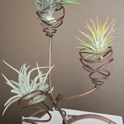 Air Plant Hub - New Airplants looking very good!