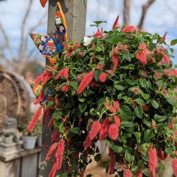 Enchanted Forest - Firetail Chenille - Nurseries & Gardening Near Me - Richmond, Texas