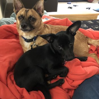 Joybound - Bandit and his new friend Irma. - Animal Shelters Near Me - Walnut Creek, California Joybound - Bandit and his new friend Irma. - Animal Shelters Near Me - Walnut Creek, California