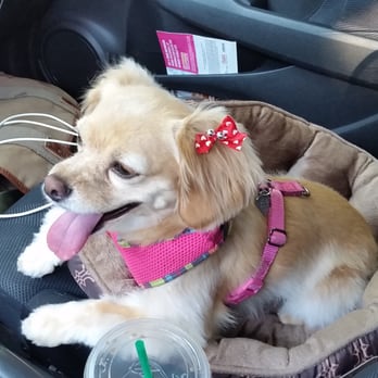 J-Dog Grooming - Nice, short summer cut. - Pet Groomers Near Me - Woodbridge, Virginia