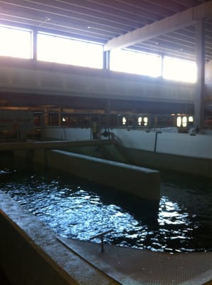 Bow Habitat Station & Sam Livingston Fish Hatchery by null