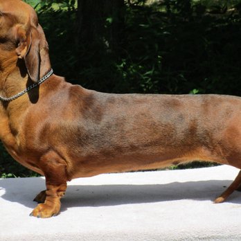 Wylde Rose Dachshunds - CH AKC girl of ours. - Pet Breeders Near Me Wylde Rose Dachshunds - CH AKC girl of ours. - Pet Breeders Near Me