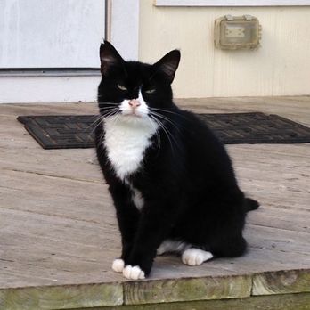 Hudson Animal Hospital, A Thrive Pet Healthcare Partner - Chloe - Veterinarians Near Me - Hudson, New Hampshire
