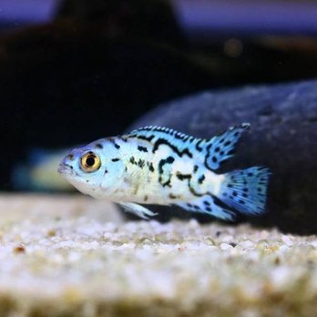 Southern Aquatics Local Fish Store - Aquarium Services Near Me - Roswell, Georgia Southern Aquatics Local Fish Store - Aquarium Services Near Me - Roswell, Georgia
