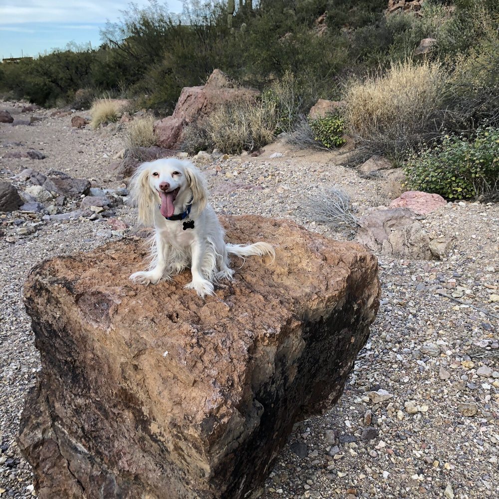 Canine Territory - Pet Sitting Near Me - Tucson, Arizona Canine Territory - Pet Sitting Near Me - Tucson, Arizona