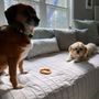 Photo of NorthPoint Pets & Company